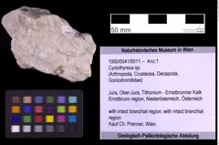 Foto (Objekt + Etiketten) von Cyclothyreus sp. (NHMW-GEO-1990-0041-0011)